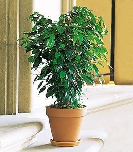 ficus bush.jpg