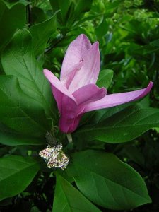 MagnoliaButterfly.jpg