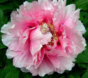 PeonyButterfly.JPG