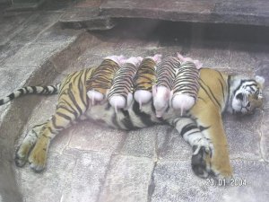 tigerpiggies.jpg tigerpiggies.jpg