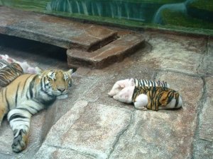 piggie tigercubs.jpg