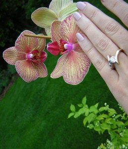 orchidERingJasmine.jpg