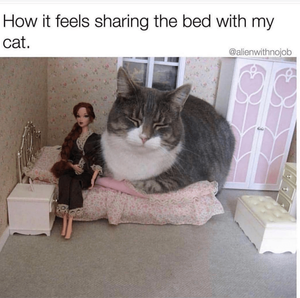 catinbed.png