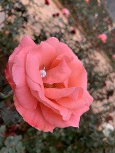 Flower Shot 1.jpg