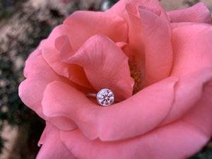 Flower Shot 2.jpg Flower Shot 2.jpg