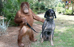 heartwarming-animal-stories-19458.png