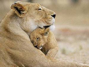 18-Heartwarming-Snapshots-of-Mother-and-Babies-from-the-Animal-Kingdom.jpg