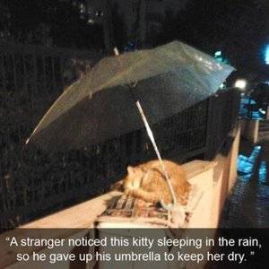 sleeping-kitty.jpg