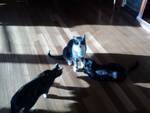 shadowsncats.jpeg