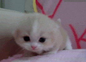 200.gif
