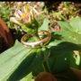 goldworkringflower.jpg