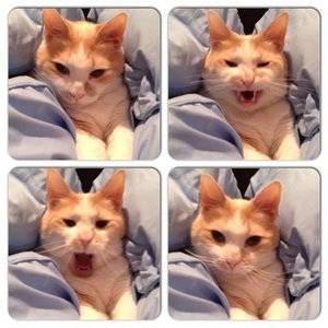Punkin.JPG