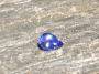 Tanzanite in the sun.jpg Tanzanite in the sun.jpg