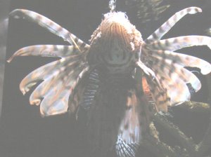 kewlfish2.jpg