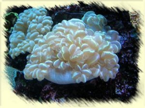 underwatersponge1a.jpg
