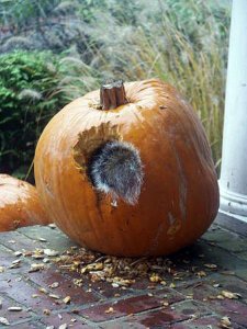 Natcarving.jpg