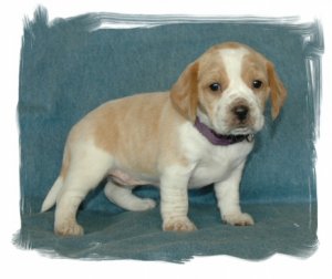 lemonbeagleL.jpg lemonbeagleL.jpg