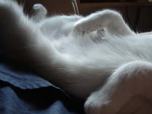 albi_furrybelly.jpg