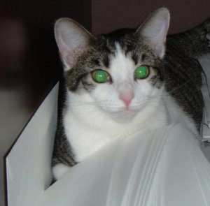Noel Cubby PS.JPG