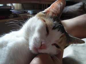 albi_happyface2.jpg