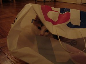 albi_favoritespot.jpg