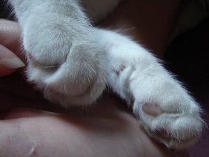 albi_kittenpaws.jpg