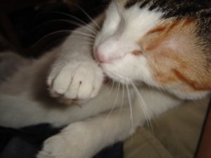 albi_lickingpaw.jpg