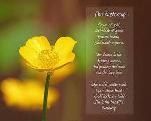 the-beautiful-buttercup-poem-tracie-kaska.jpg