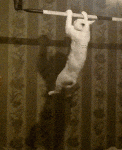 01CBF8F6-A00C-4300-90B4-FD646A5F8D77.gif