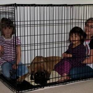 xxxl-dog-crate-magnificent-x-large-dog.jpg
