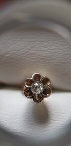 old mine daisy 3.jpg old mine daisy 3.jpg