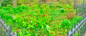 gardenbrooklynheights.png