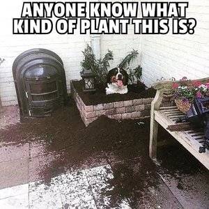 Plant.jpg