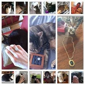 kittiesandblingcollage.jpg