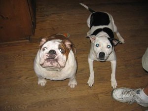 dogs 018.JPG