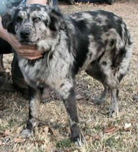 blue self merle aussie.jpg