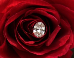 iced rose 2.JPG