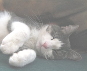 Hooper Sleeping2 7-9-06.jpg