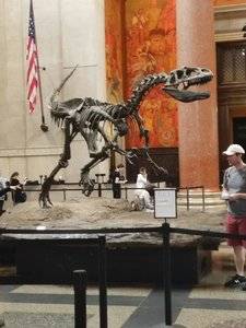 dino1.jpg dino1.jpg