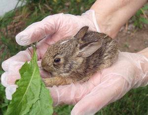 baby rabbit.jpg
