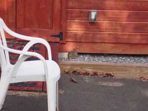 baby rabbit a little older.jpg