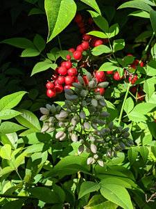 red berries.jpg