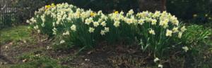 daffodils.png