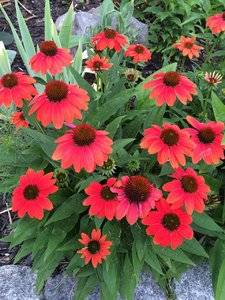 9FF00064-C6B0-46CA-BC21-BD210F173875.jpeg