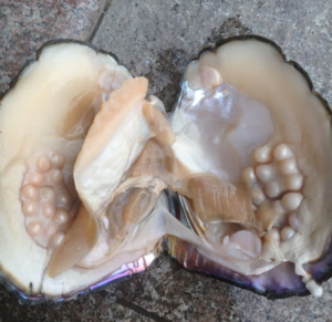 pearllargeoyster.PNG