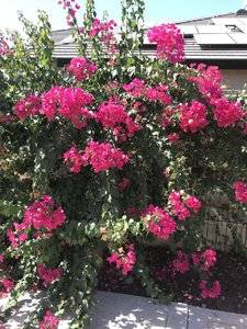 Bougainvillea 4.jpg