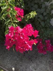 Bougainvillea 1.jpg