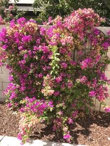 Bougainvillea 3.jpg