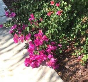Bougainvillea 2 (2).jpg