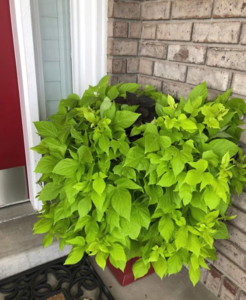upload_2019-7-27_11-9-12.png